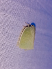 Flatidae