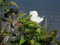 Hibiscus lasiocarpos