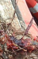 Schizoporella errata