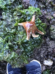 Dermasterias imbricata