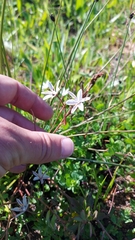 Trachyandra filiformis