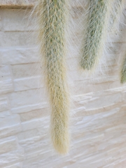 Cleistocactus colademononis