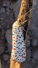 Utetheisa pulchella