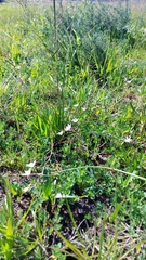 Trachyandra filiformis