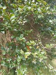 Duranta mutisii
