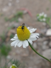 Caenohalictus