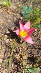 Romulea hirsuta