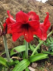 Hippeastrum reginae