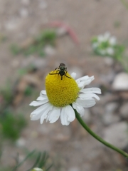 Caenohalictus