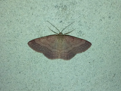 Scopula rubiginata