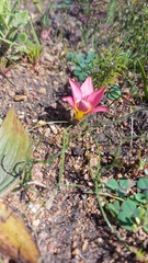 Romulea hirsuta