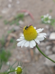 Caenohalictus