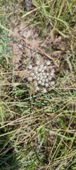 Apiales