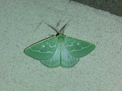 Thetidia smaragdaria
