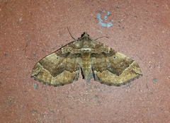 Pelurga comitata