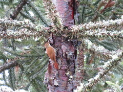 Lepidocolaptes falcinellus