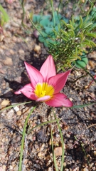 Romulea hirsuta