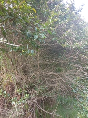 Duranta mutisii