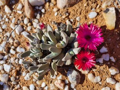 Cheiridopsis purpurea