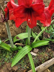 Hippeastrum reginae