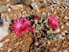 Cheiridopsis purpurea