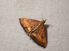 Pyrausta californicalis