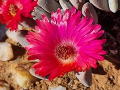 Cheiridopsis purpurea