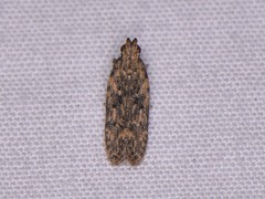 Hypatima