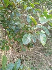 Duranta mutisii