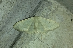 Idaea straminata