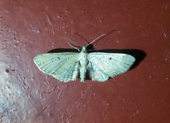 Eupithecia absinthiata