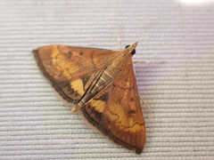 Pyrausta californicalis