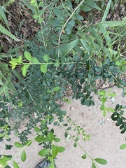Ligustrum quihoui