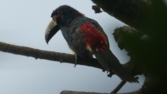 Pteroglossus torquatus