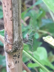 Dicranopalpus