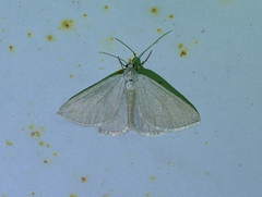 Lithostege griseata