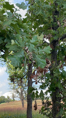 Quercus stellata