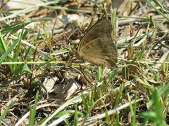 Junonia nigrosuffusa