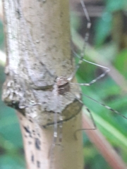 Dicranopalpus