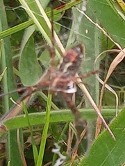 Argiope trifasciata