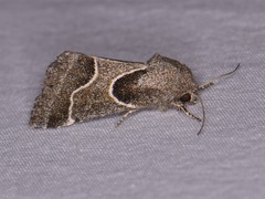 Schinia rivulosa