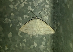 Perconia strigillaria