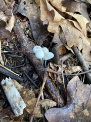 Tetrapyrgos nigripes