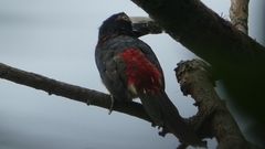 Pteroglossus torquatus