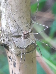 Dicranopalpus
