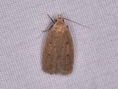 Inga obscuromaculella