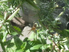 Agelenidae