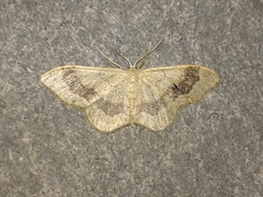Idaea aversata