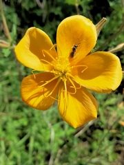Halictidae