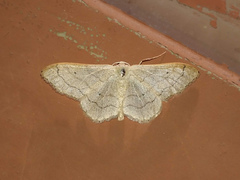 Idaea aversata